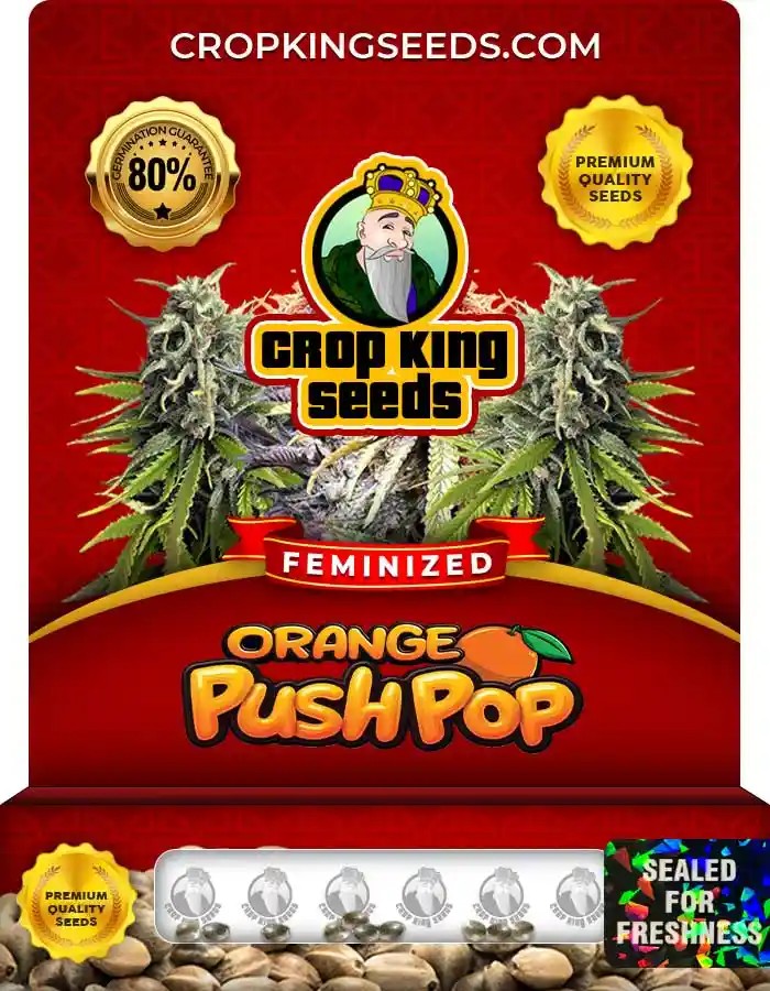 Orange Push Pop Strain Feminized Marijuana Seeds