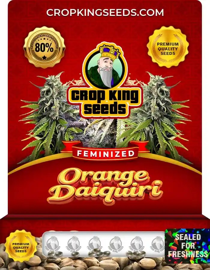 Orange Daiquiri Strain Feminized Marijuana Seeds