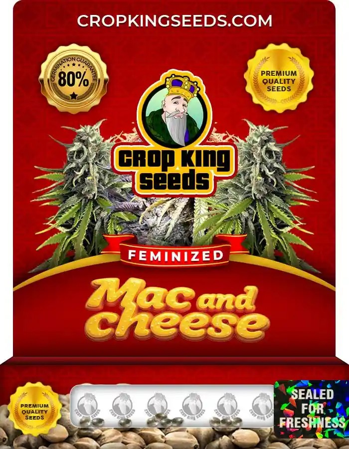 Mac and Cheese Strain Feminized Marijuana Seeds