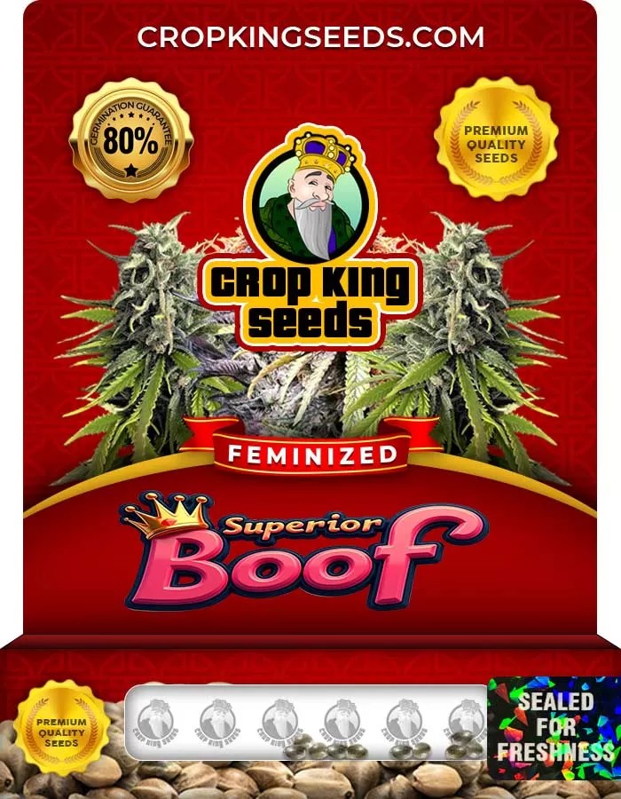 Superior Boof Strain Feminized Seeds