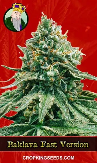 Baklava Strain Fast Version Marijuana Seeds