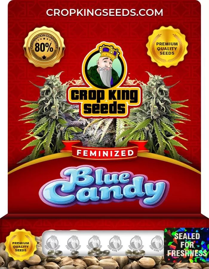 Blue Candy Strain Feminized Marijuana Seeds