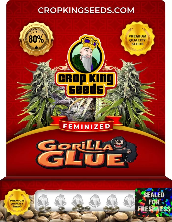 Gorilla Glue Feminized Marijuana Seeds