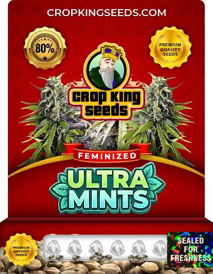 Ultra Mints Strain Feminized Seeds