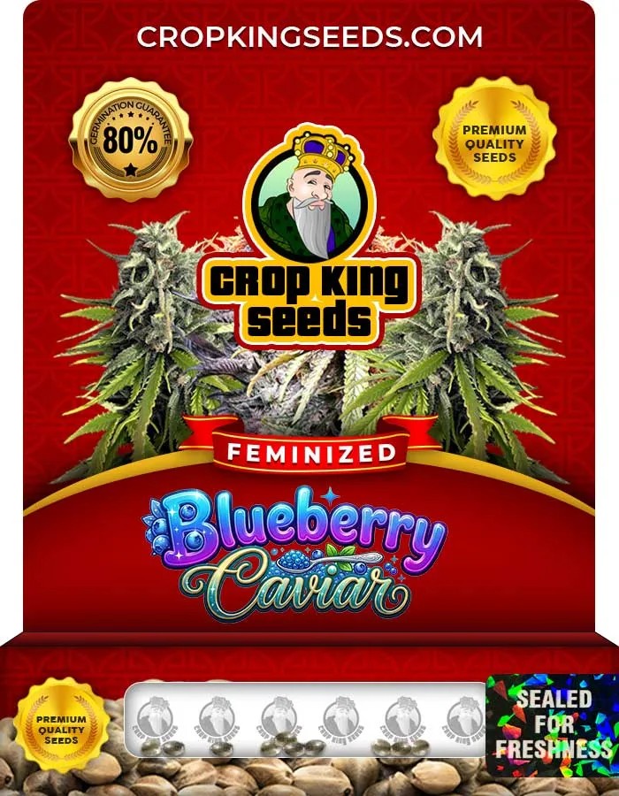Blueberry Caviar Strain Feminized Seeds
