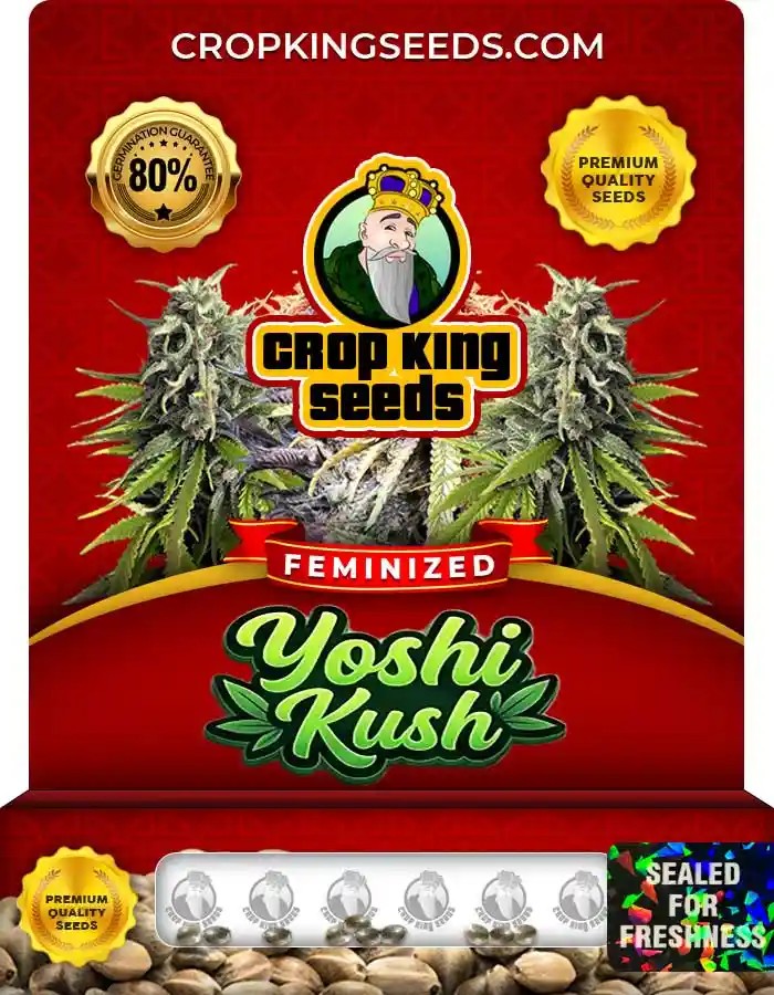 Yoshi Kush Strain Feminized Seeds
