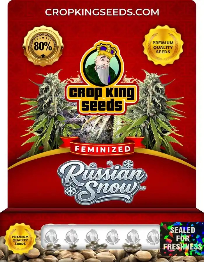Russian Snow Strain Feminized Marijuana Seeds