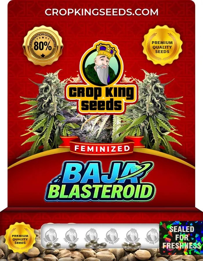 Baja Blasteroid Strain Feminized Seeds