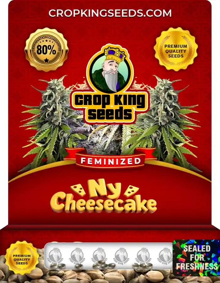 NY Cheesecake Strain Feminized Marijuana Seeds