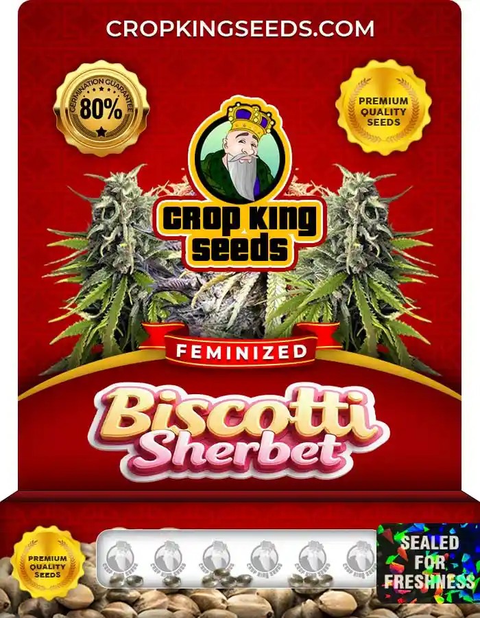 Biscotti Sherbet Strain Feminized Marijuana Seeds