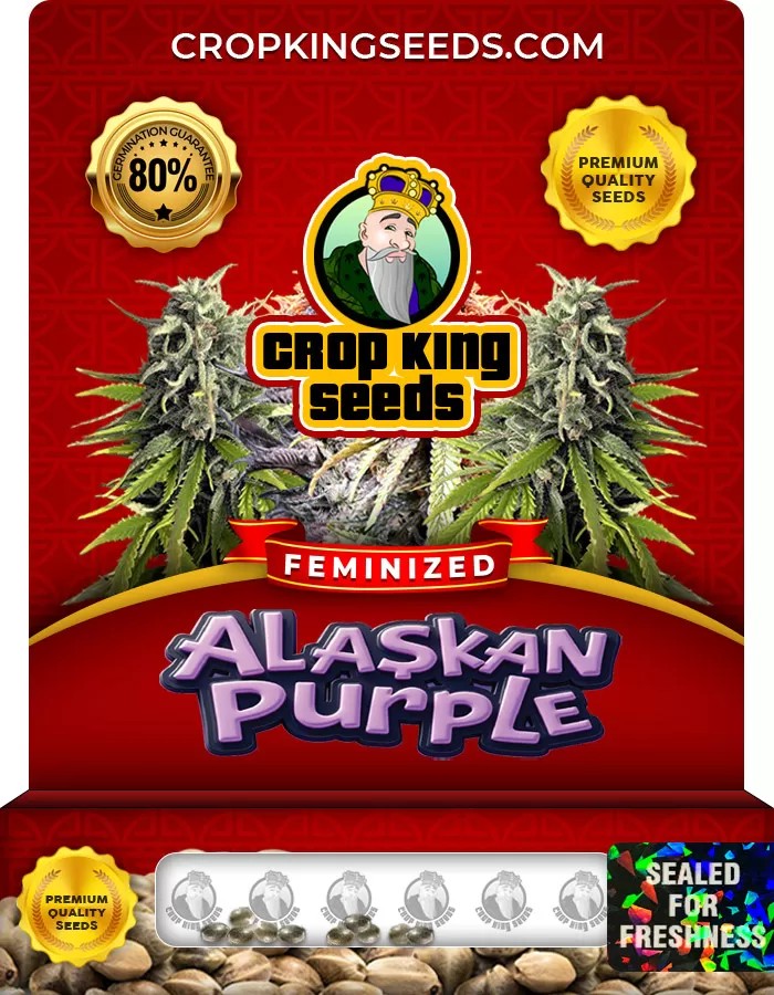 Alaskan Purple Feminized Marijuana Seeds