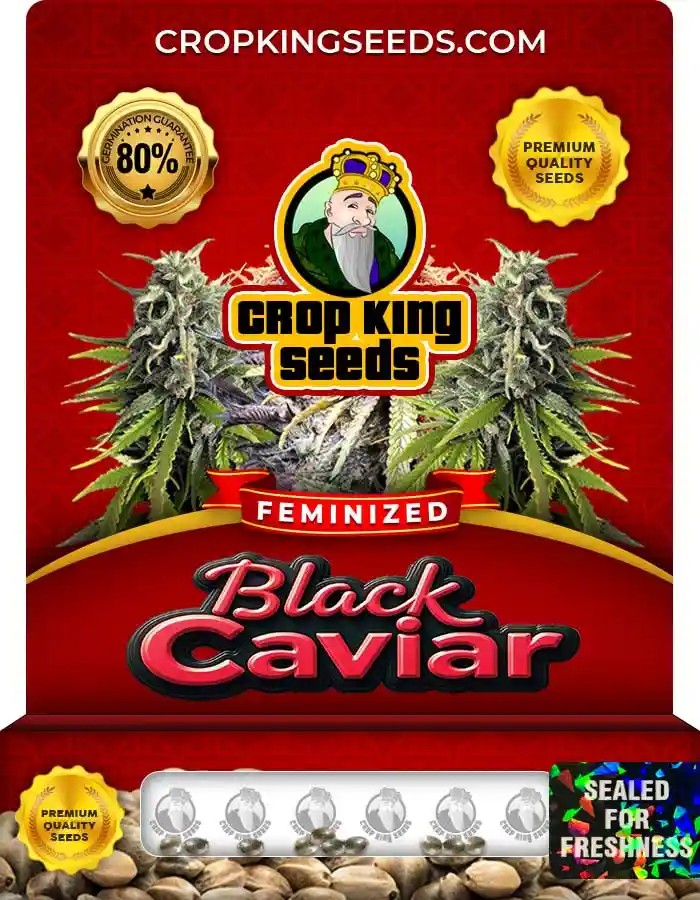 Black Caviar Feminized Seeds