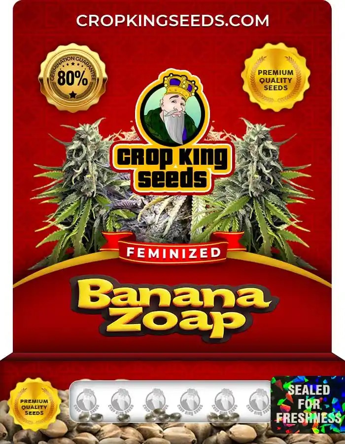 Banana Zoap Feminized Seeds