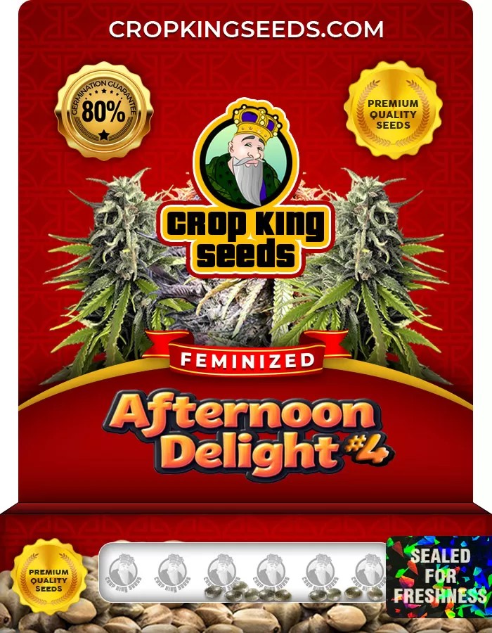 Afternoon Delight #4 Feminized Marijuana Seeds