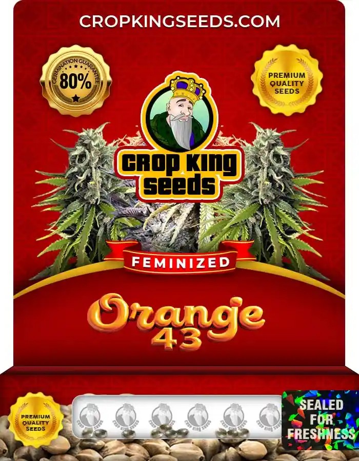Orange 43 Strain Feminized Marijuana Seeds