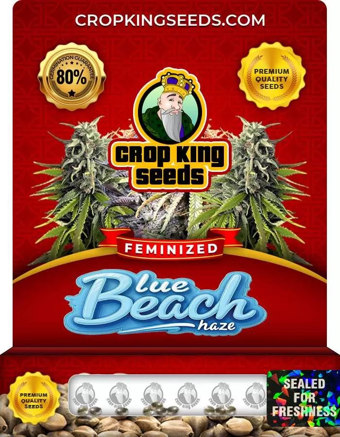Blue Beach Haze Feminized Seeds