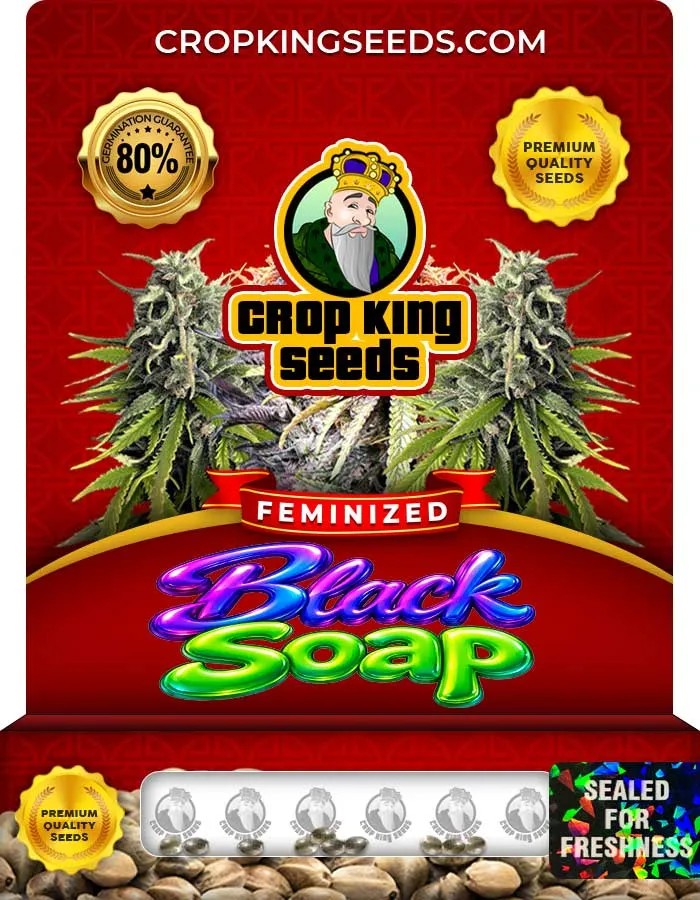 Black Soap Strain Feminized Seeds