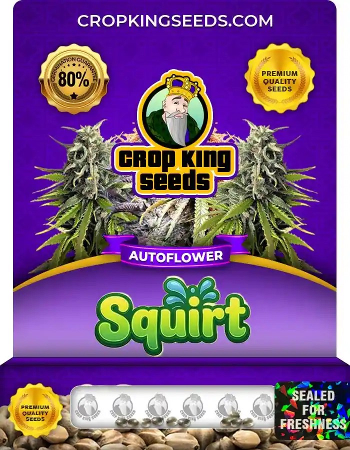 Squirt Autoflower Seeds
