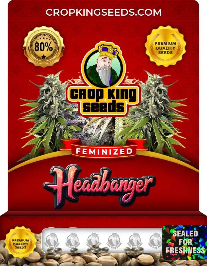 Headbanger Strain Feminized Marijuana Seeds