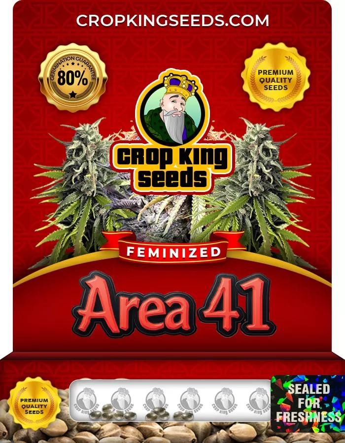 Area 41 Feminized Marijuana Seeds