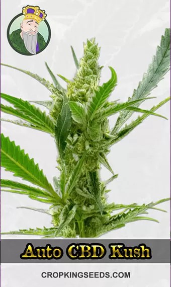 Autoflower CBD Kush Marijuana Seeds