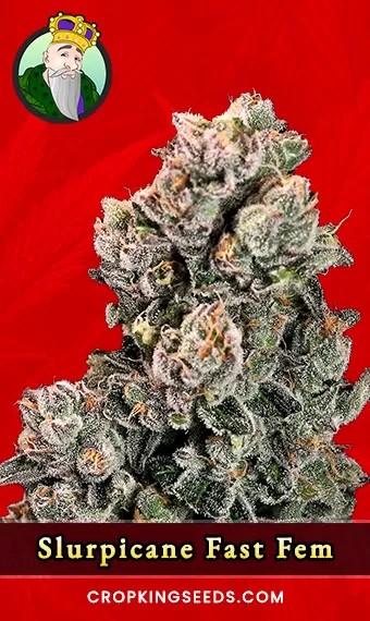 Slurpicane Strain Fast Version Feminized Marijuana Seeds