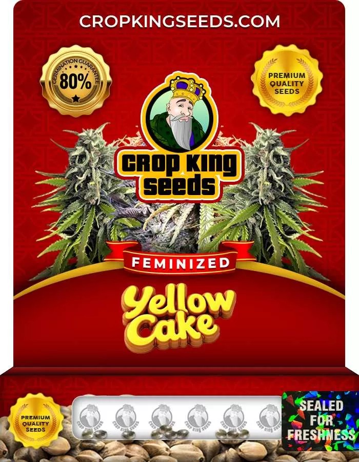 Yellow Cake Strain Feminized Marijuana Seeds