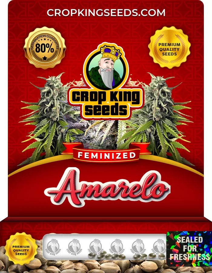 Amarelo Feminized Marijuana Seeds