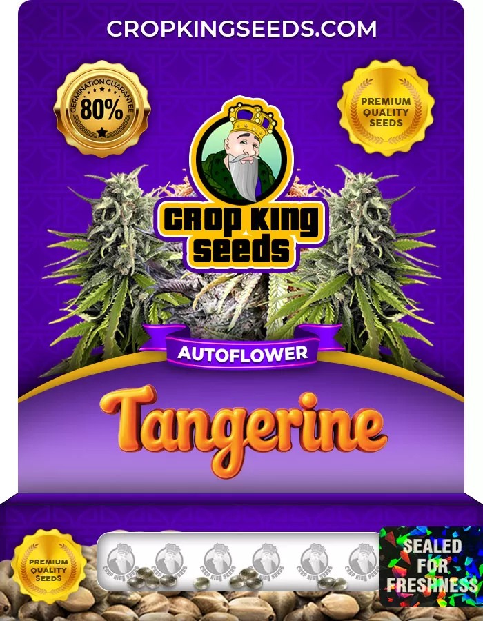 Tangerine Autoflower Marijuana Seeds