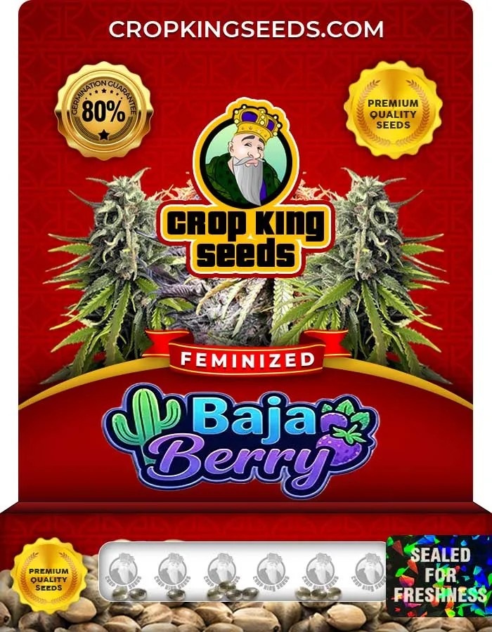Baja Berry Strain Feminized Seeds