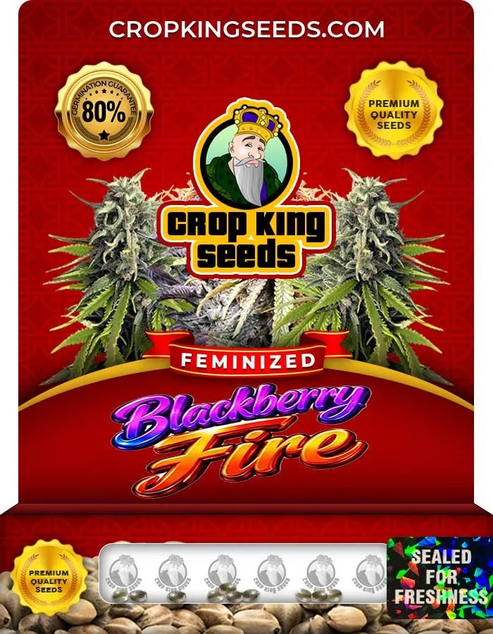 Blackberry Fire Strain Feminized Seeds