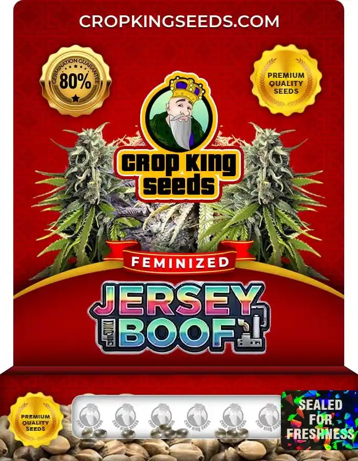 Jersey Boof Strain Feminized Seeds