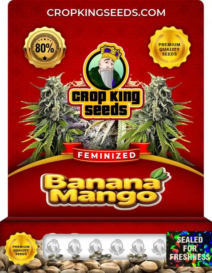 Banana Mango Feminized Seeds