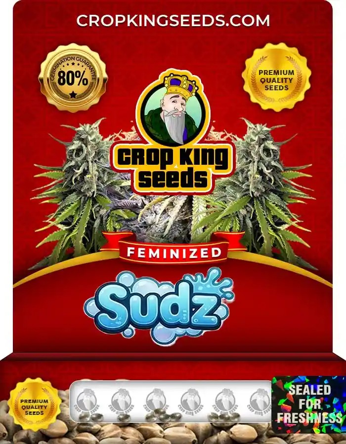Sudz Strain Feminized Marijuana Seeds