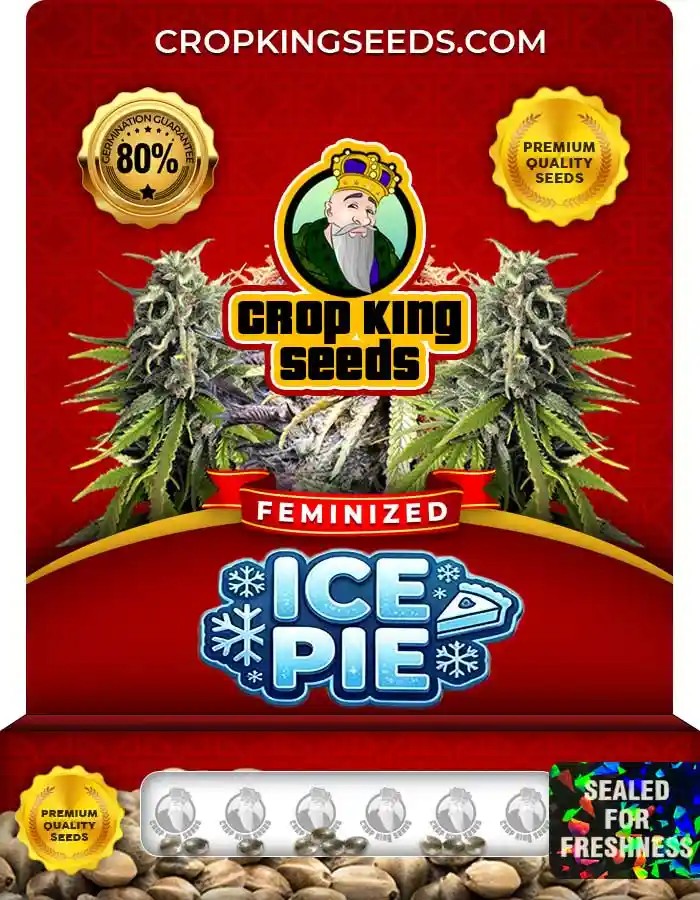 Ice Pie Strain Feminized Marijuana Seeds