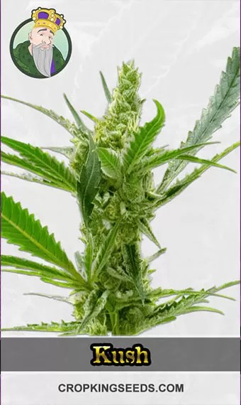 CBD Kush (1:1) Marijuana Seeds