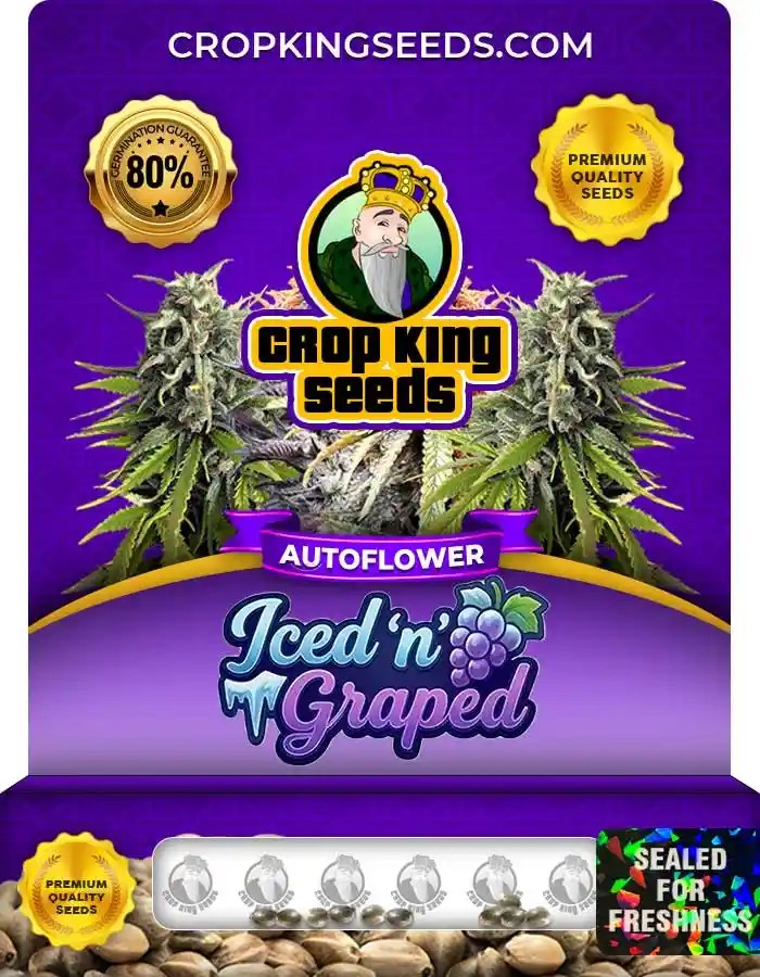 Iced n Graped Autoflower Seeds