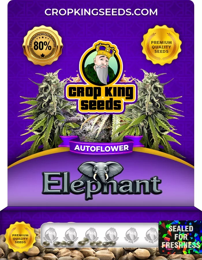 Elephant Autoflower Marijuana Seeds