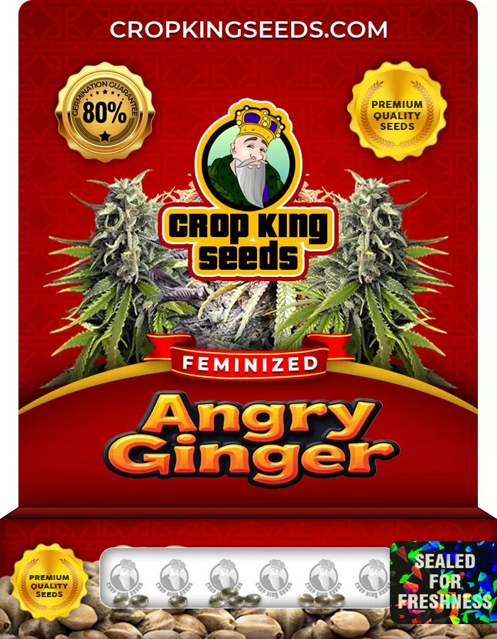 Angry Ginger Feminized Marijuana Seeds