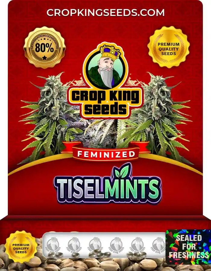 Tiselmints Strain Feminized Marijuana Seeds