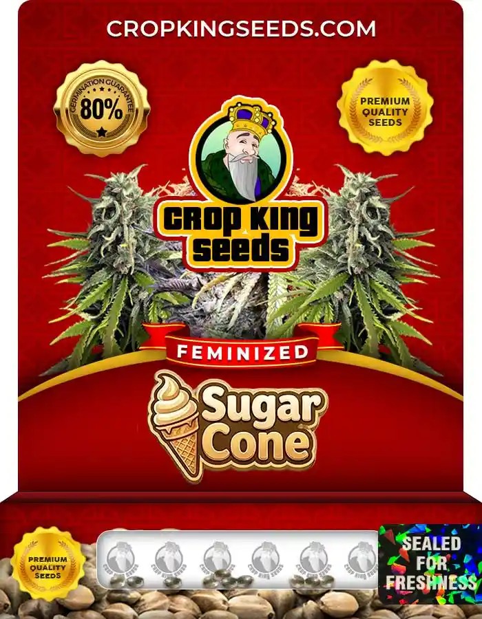 Sugar Cone Strain Feminized Marijuana Seeds