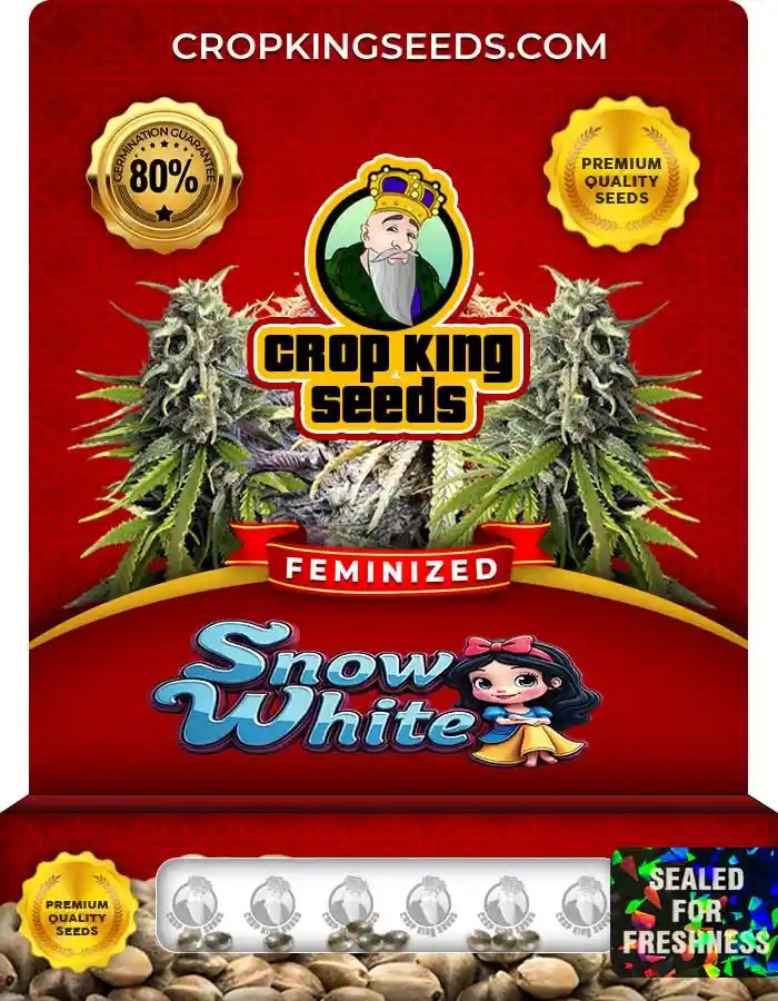 Snow White Strain Feminized Marijuana Seeds