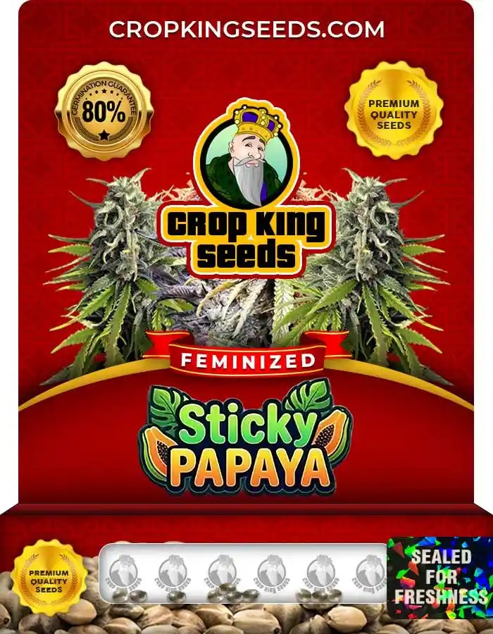 Sticky Papaya Strain Feminized Marijuana Seeds