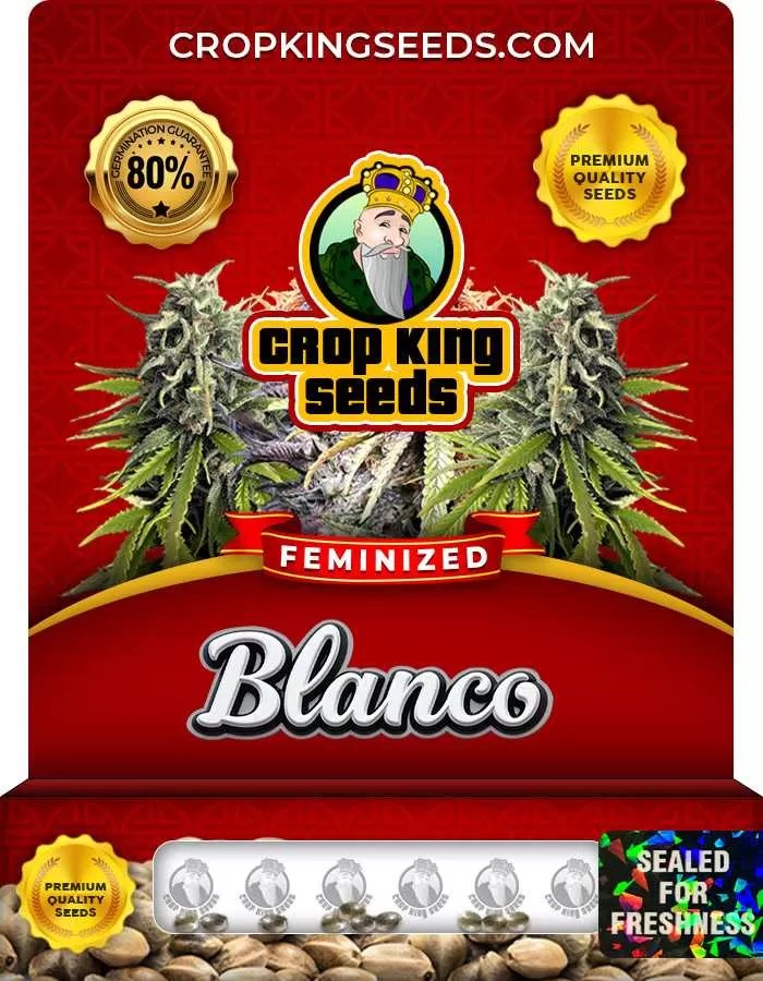 Blanco Strain Feminized Marijuana Seeds
