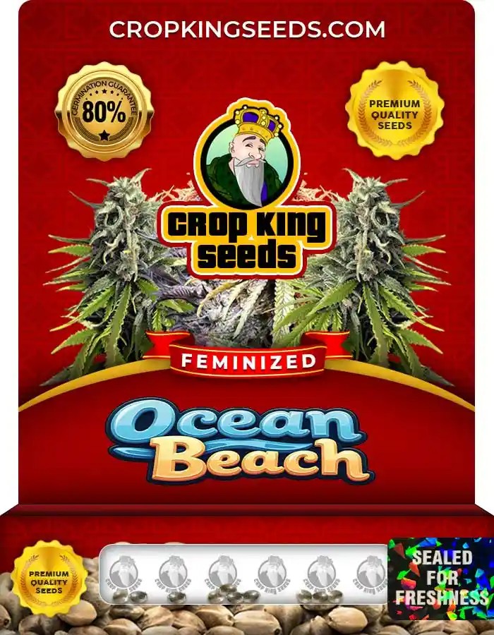 Ocean Beach Strain Feminized Marijuana Seeds