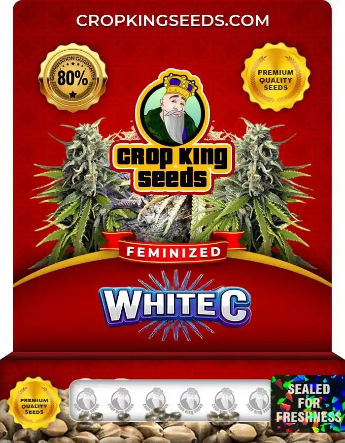 White C Strain Feminized Seeds