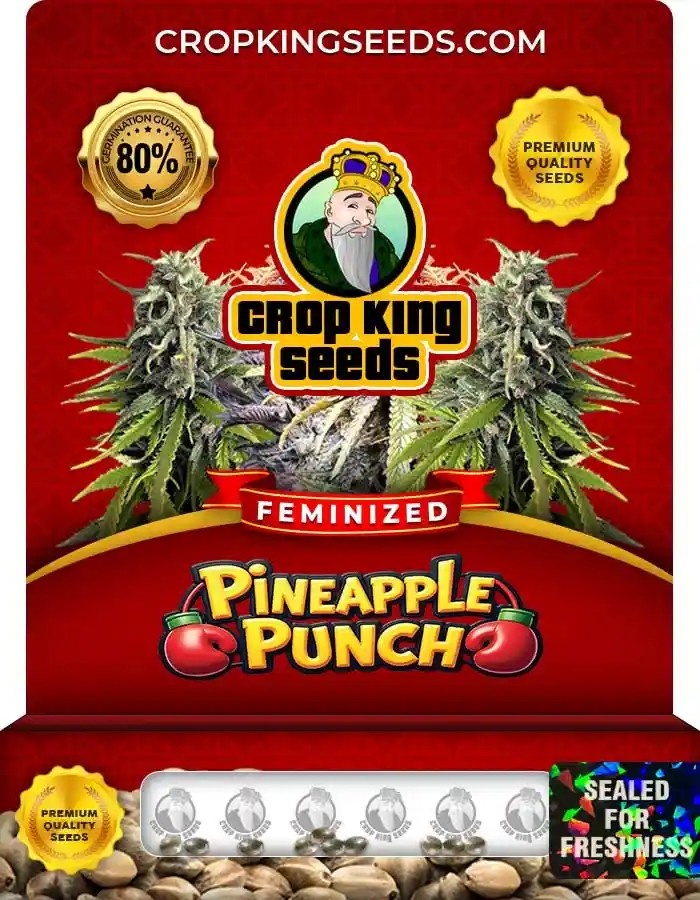 Pineapple Punch Strain Feminized Marijuana Seeds