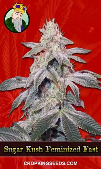 Sugar Kush Feminized Fast Version Marijuana Seeds
