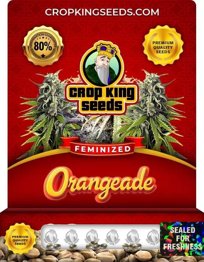 Orangeade Strain Feminized Marijuana Seeds