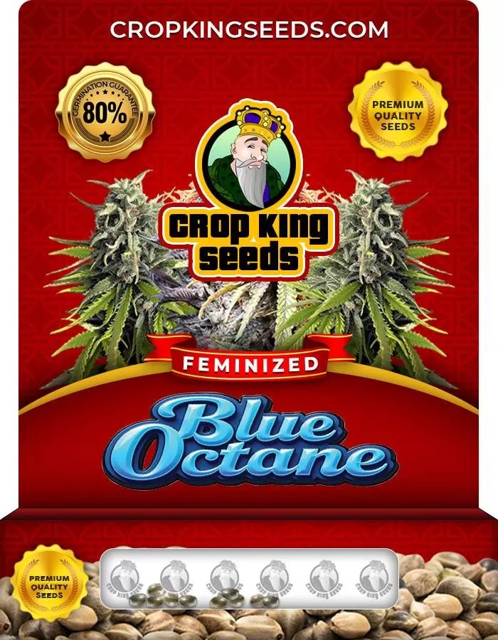 Blue Octane Feminized Seeds